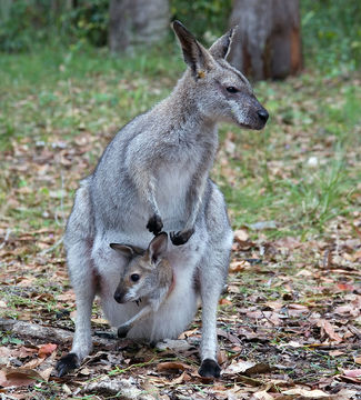 Image of <i>Macropus</i> (<i>Notamacropus</i>) <i>rufogriseus</i> (Desmarest 1817)