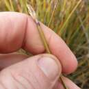 Image of Lepidosperma australe (A. Rich.) Hook. fil.