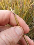 Image of Lepidosperma australe (A. Rich.) Hook. fil.