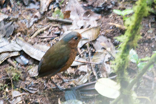 Image of Giant Antpitta