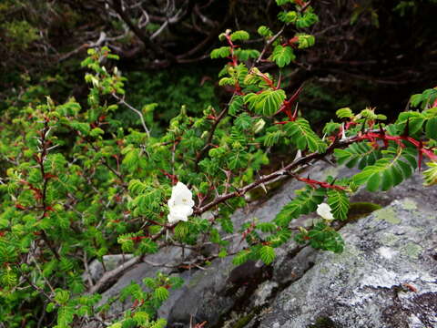 Image of Rosa morrisonensis Hayata