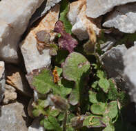 Image of Crepis sibthorpiana Boiss. & Heldr.