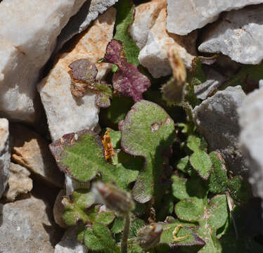 Image de Crepis sibthorpiana Boiss. & Heldr.