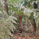 Image of Cyathea phalerata Mart.