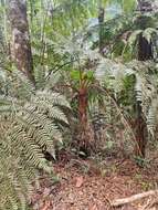 Image of Cyathea phalerata Mart.