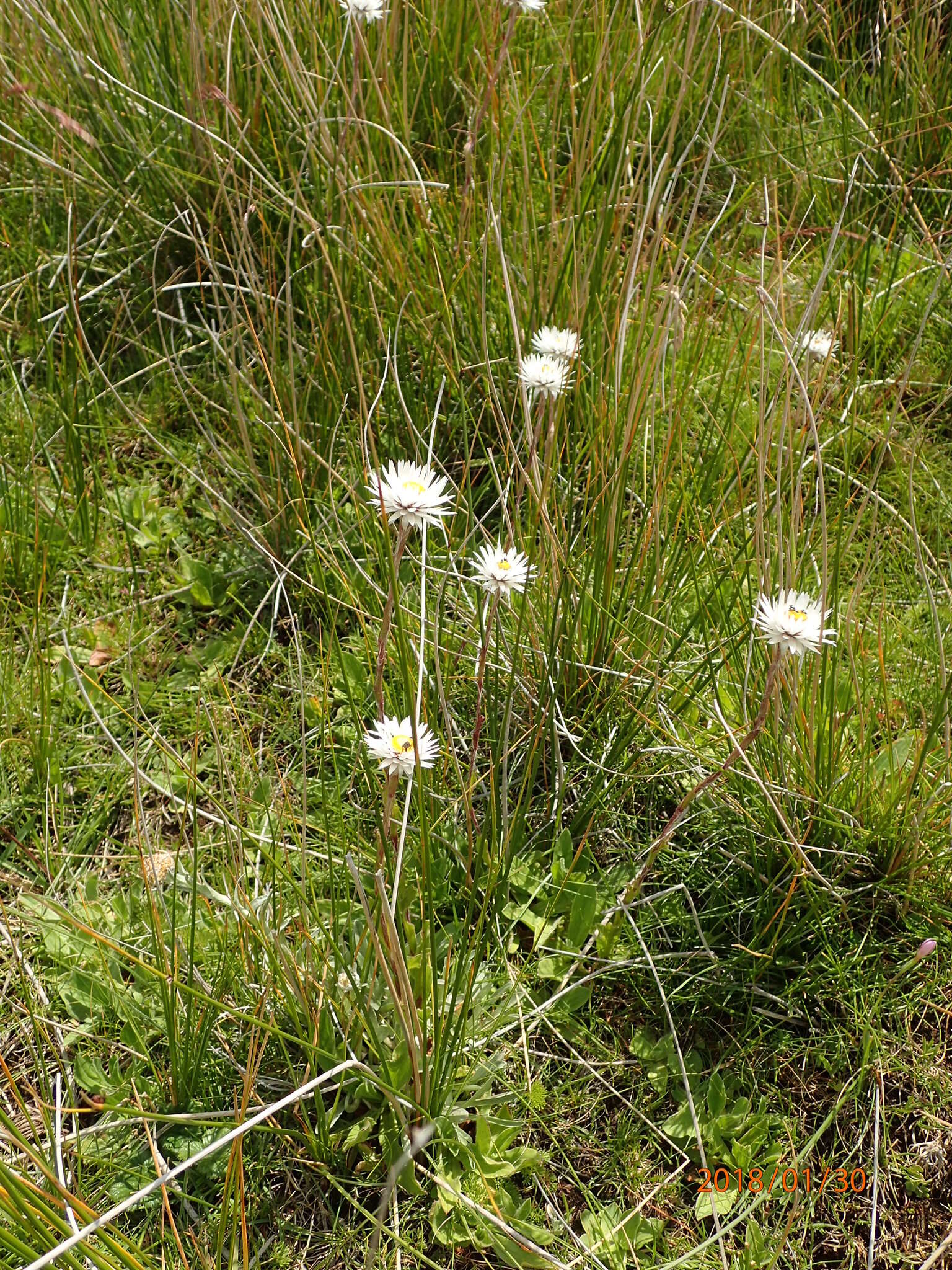 Image de Helichrysum bellum Hilliard