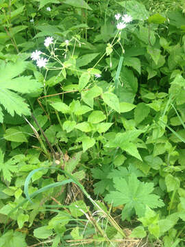 Image of wood stitchwort