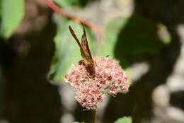 Image of Pearl Crescent