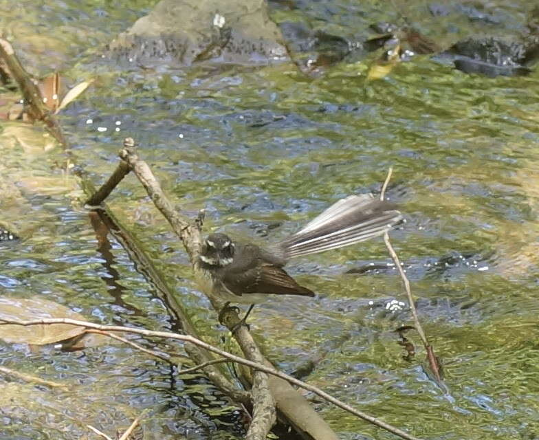 Image of Grey Fantail