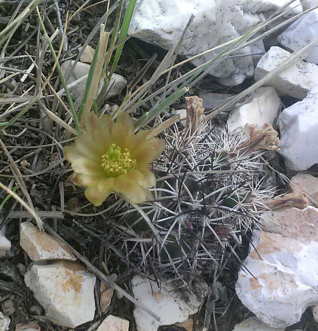 Image of Davis' green pitaya