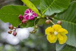 Image of shrubby dillenia