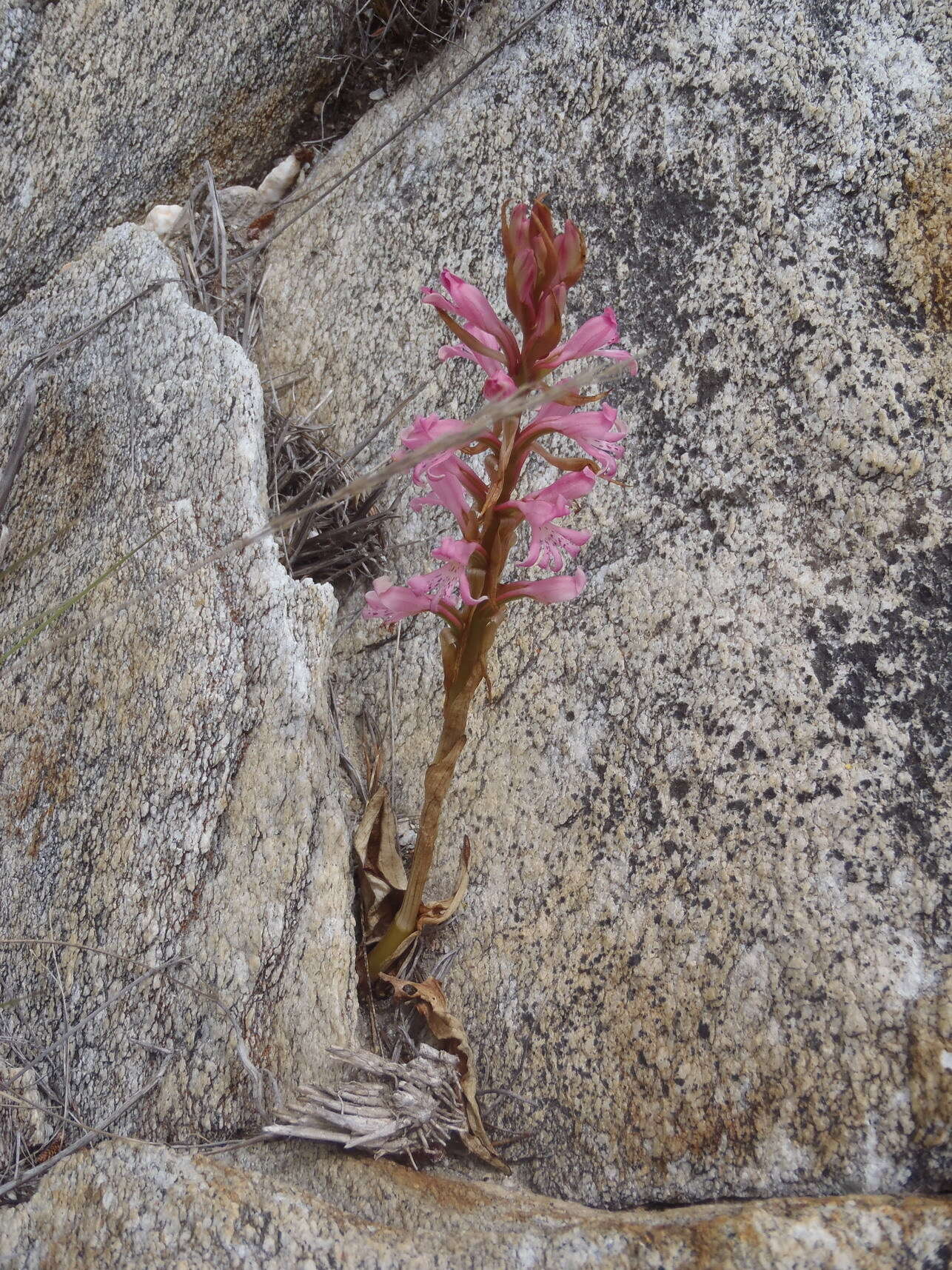 Image of Satyrium erectum Sw.