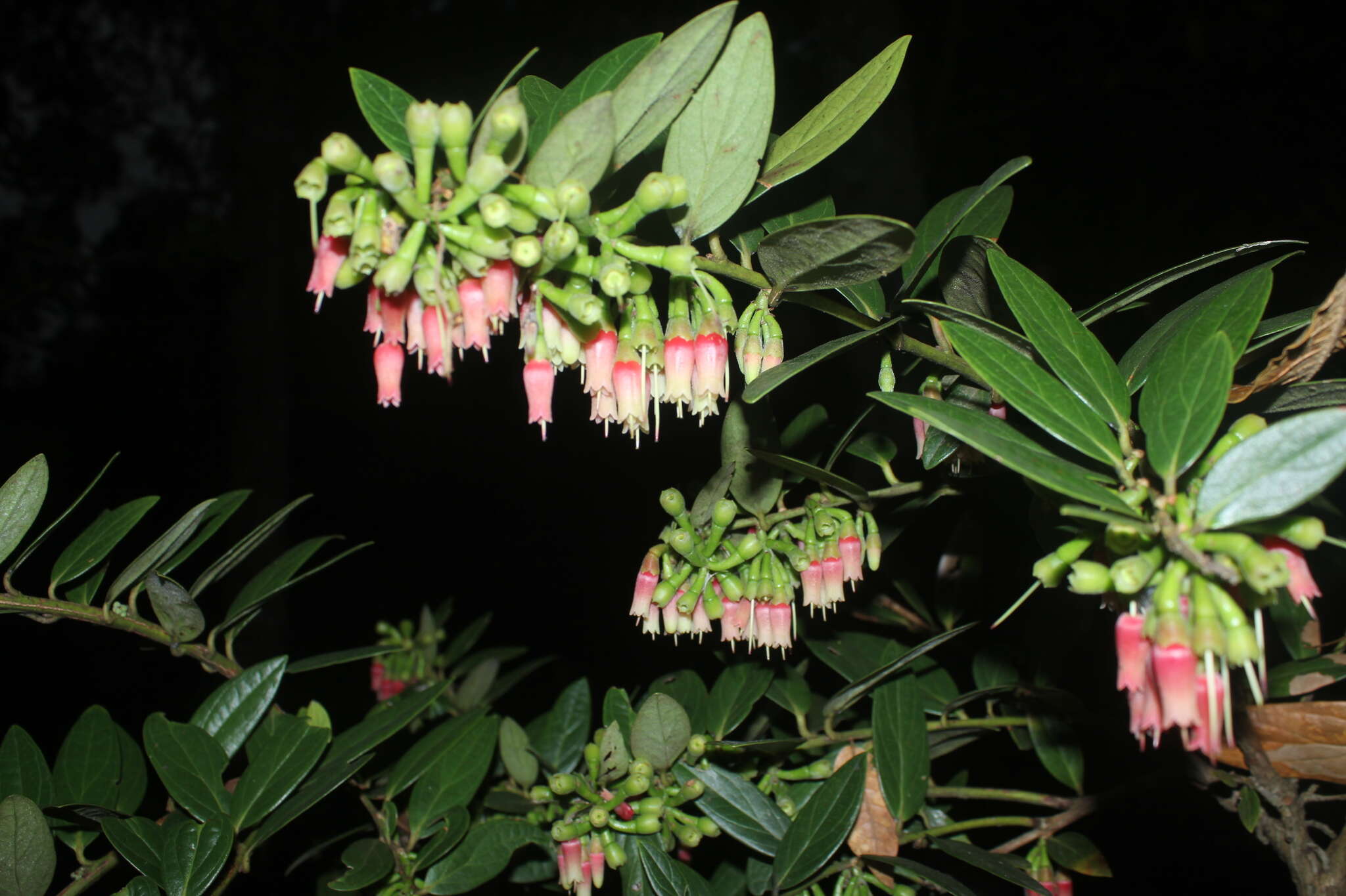 Sivun Macleania rupestris (Kunth) A. C. Sm. kuva