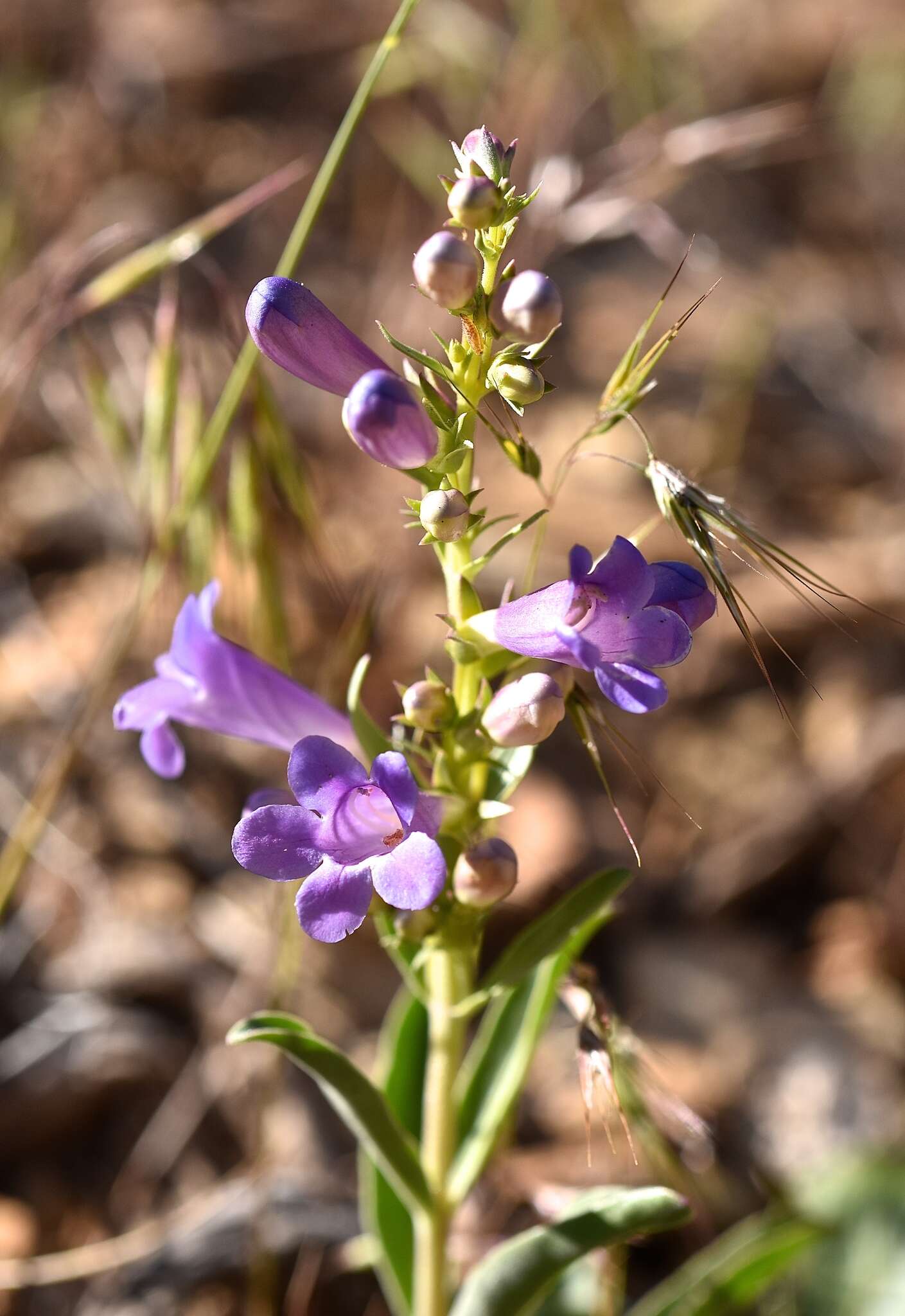 Image de Penstemon fremontii Torr. & Gray