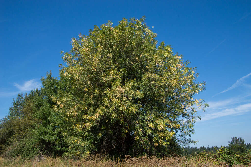 Image of Oregon Ash