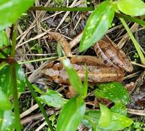 Image de Rana ornativentris Werner 1903