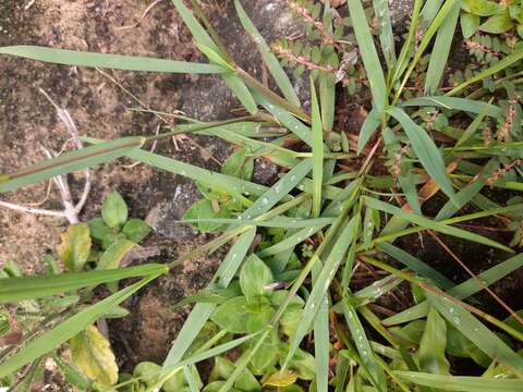 Image of Violet Crab Grass