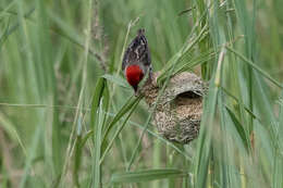 Imagem de Quelea erythrops (Hartlaub 1848)