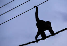 Image of Maranon white fronted capuchin