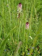 Image of Neotinea ustulata var. ustulata