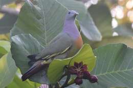 Image of Pink-necked Green Pigeon