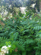 Image of false spiraea