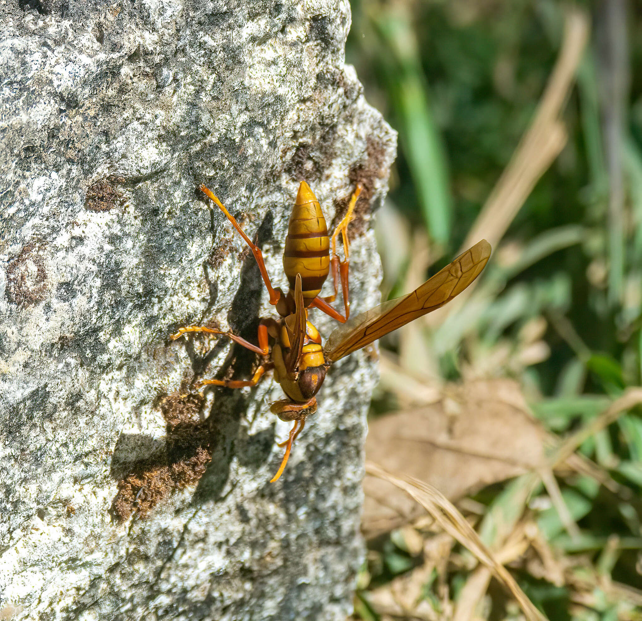 Image of <i>Polistes <i>carnifex</i></i> carnifex