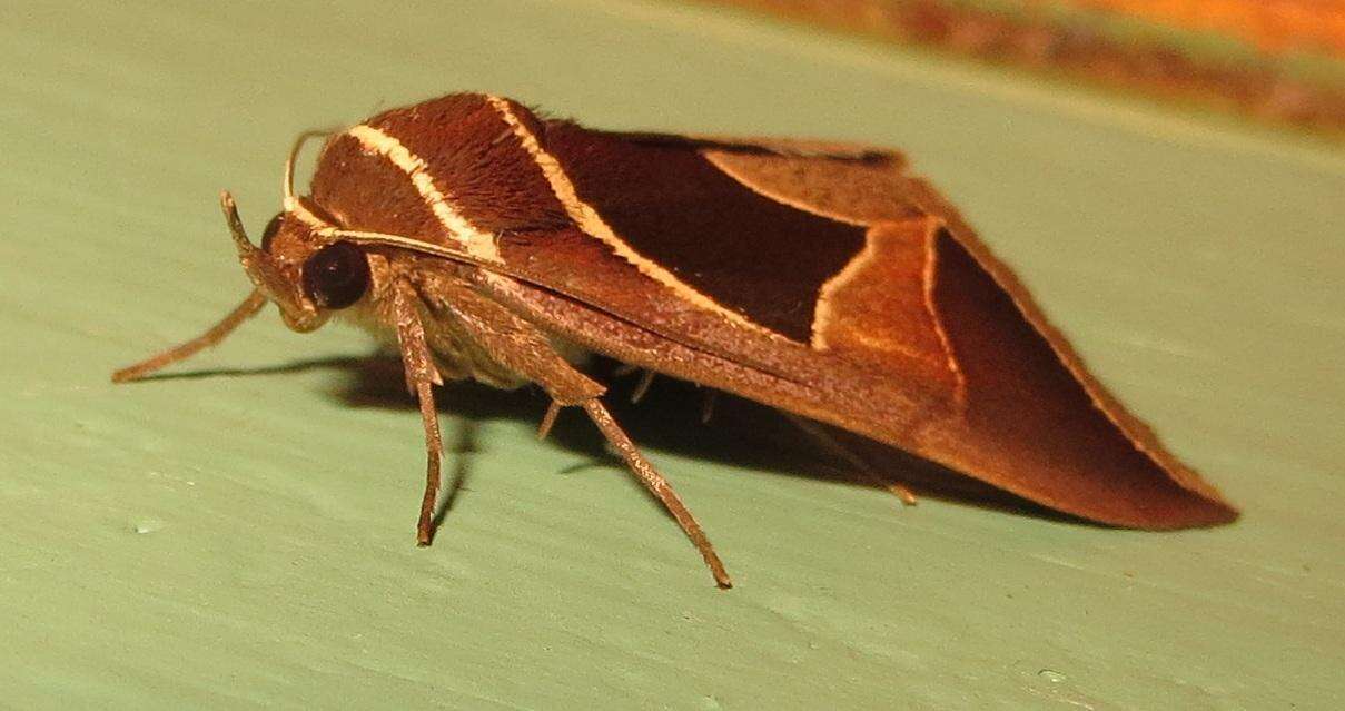 Image of Fodina embolophora Hampson 1902