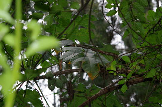 Image of Mountain papaya