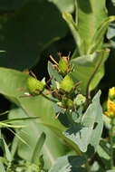 Image of great St. Johnswort