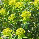 Image of Euphorbia hierosolymitana Boiss.