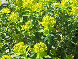 Image of Euphorbia hierosolymitana Boiss.