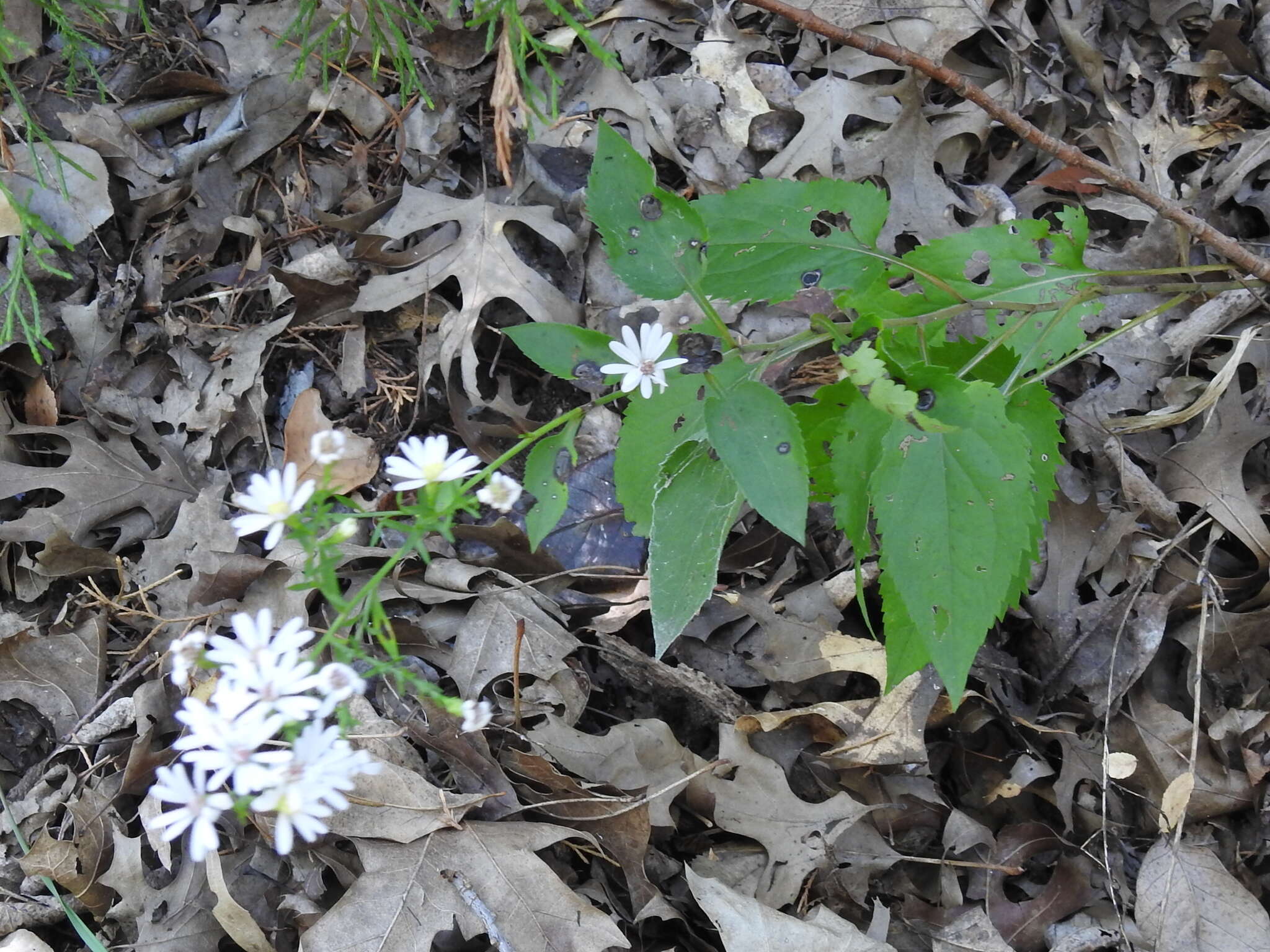 Image of Drummond's aster