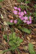 Image of Siberian Primrose