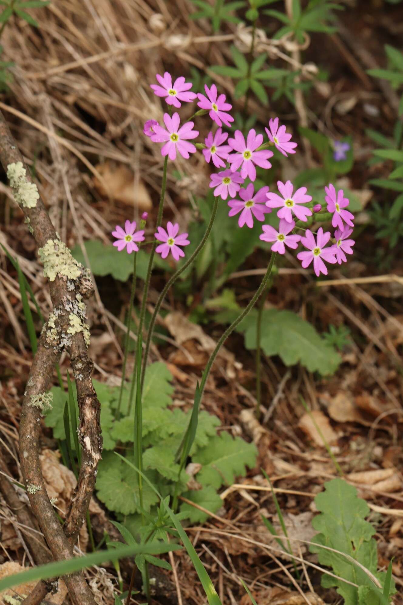 Image of Siberian Primrose