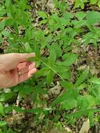 صورة Galium latifolium Michx.