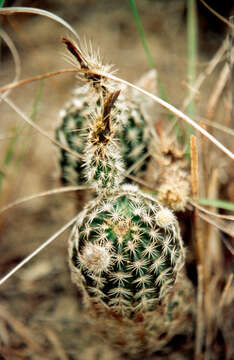 Image of Echinocereus fitchii subsp. albertii