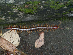 Imagem de Scolopendra multidens Newport 1844