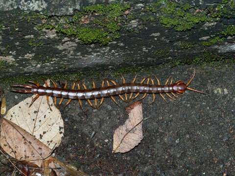 Imagem de Scolopendra multidens Newport 1844