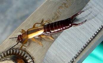 Image of Lined Earwig