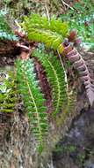 Polystichum acanthophyllum (Franch.) Christ resmi