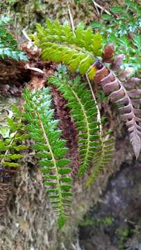 Слика од Polystichum acanthophyllum (Franch.) Christ