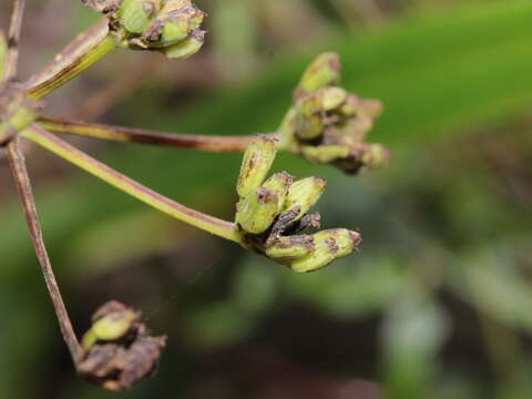 Imagem de Peucedanum japonicum Thunb.