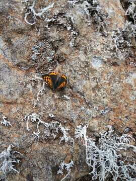 Lycaena phlaeas phlaeoides (Staudinger 1901) resmi