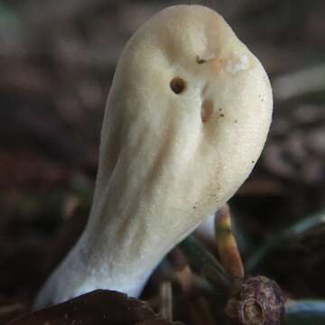 Image of Trichoderma leucopus Jaklitsch 2011