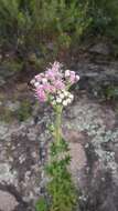 Image of Gyptis tanacetifolia (Gillies ex Hook. & Arn.) D. J. N. Hind & Flann