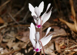 Image of Cyclamen cyprium Ky.