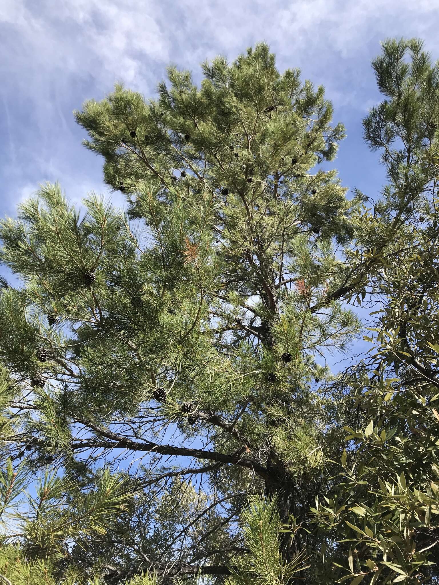 Image of Chihuahua Pine