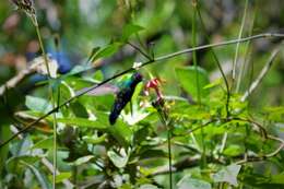 Image of Mexican Woodnymph