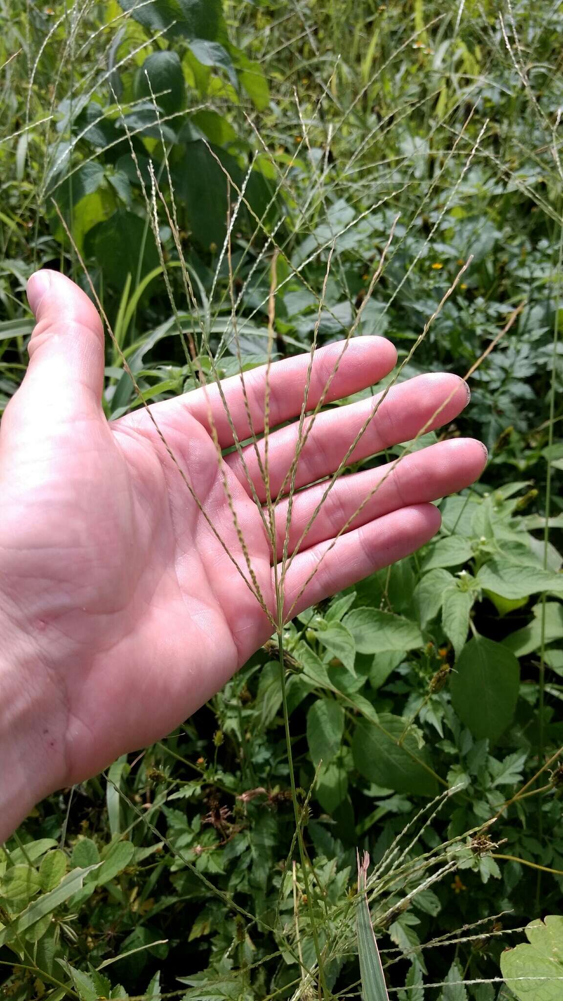 Image of hairy crabgrass